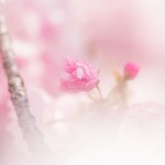 月間アフィリ発生報酬100万円目前!あと少し