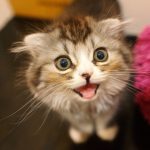 ステージ特典追加はまさか私の影響!?・・・んなわけないか(笑)