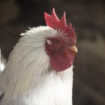 お正月モードも今日で終わり!ここから2017年が始まります!