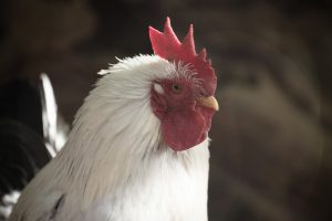 お正月モードも今日で終わり！ここから2017年が始まります！