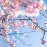 【新年度】3月のPPCアフィリエイト成果実績